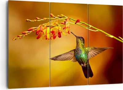 Produktbild von Bild auf Leinwand - Leinwandbild - Kolibri Vogel Sommer - 165x110cm - Wand Bild - Wanddeko - Leinwanddruck - Bilder - Kunstdruck - Wanddekoration - Leinwand bilder - Wandkunst - CE165x110-3490