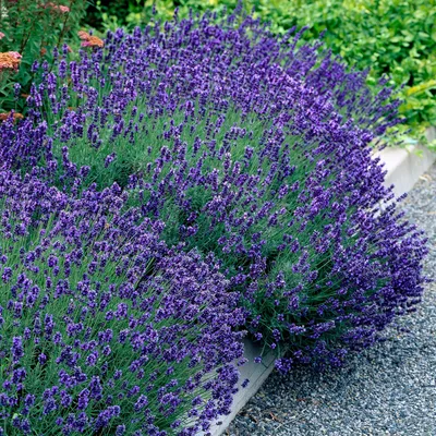 Obrázek produktu pro Levandule (Lavandula angustifolia) Hidcote, mrazuvzdorná, fialová, 3 rostliny, 12 cm, 15–25 cm