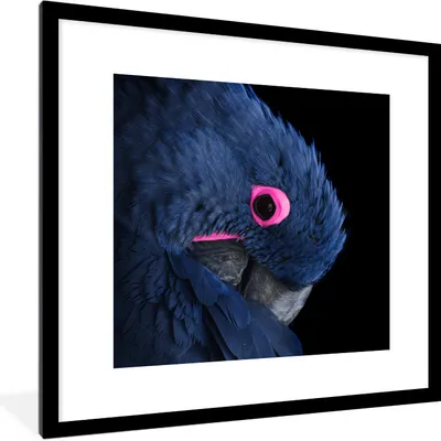 Produktbild von MuchoWow® MuchoWow® Gerahmtes Poster Papagei - Rosa - Blau 40x40 cm - Poster mit zchwarzem Bilderrahmen - Poster - Plakat im Rahmen