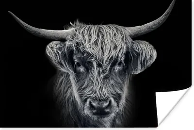 Produktbild von MuchoWow® Poster Schottisches Hochlandrind - Schwarz - Kuh - Tiere 90x60 cm - Schlafzimmer