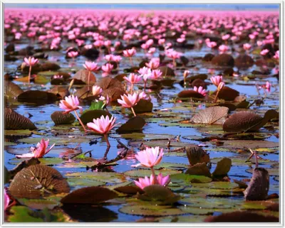 Produktbild von Wallario Wandbild Seerosenlandschaft mit rosa Blüten, Größe: 40,30 x 50,30 cm, Poster mit weißem Aluminiumrahmen