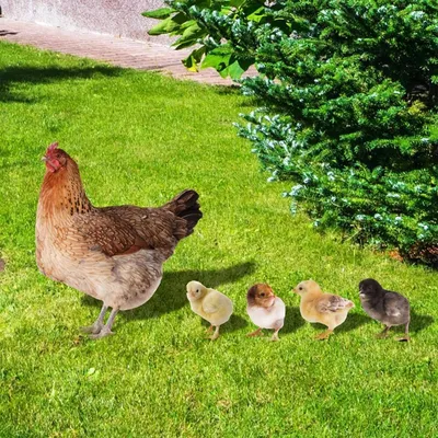 Produktbild von 5 kusů kuřecí zahradní dekorace slepice zahradní figurky dekorace zahradní kuřecí dekorace legrační zahradní kuřecí ornament venkovní zahradní zvířecí figurka