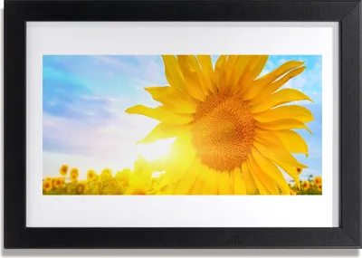 Produktbild von Bild 30x20 MDF-Rahmen Wandkunst Sunflower Sun Flower