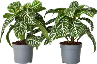 Produktbild von Zebrapflanze - 2 Stk - Aphelandra squarrosa 'Botanica' - Höhe 25-45cm - ⌀13cm