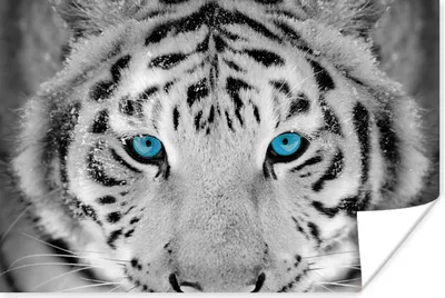 Produktbild von MuchoWow® Poster Tiger - Winter - Tiere 30x20 cm - Plakate - Print