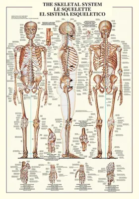Productafbeelding van Poster - Educational - Bildung - Skeletal System Skelet des Menschen