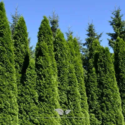Produktbild von Lebensbaum Thuja Smaragd 180-200 cm, 3x Heckenpflanze
