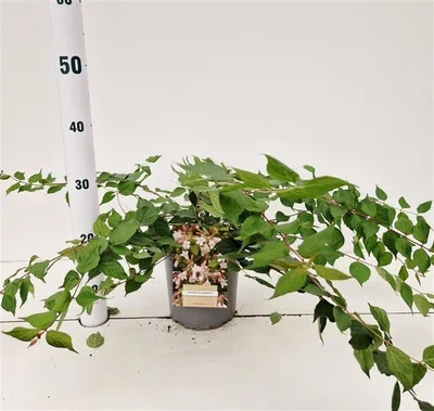 Immagine prodotto di Kolkwitzia amabilis  - Kolkwitzia | 40-50 cm in vaso