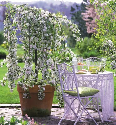 Produktbild von Zierapfelbaum ´FONTANA´ auf Stamm 80 cm, Cont. 5 l