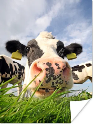 Produktbild von MuchoWow® Poster Kuh - Bauernhof - Gras - Tiere 120x160 cm - Wandbilder