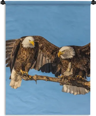 Produktbild von MuchoWow® Wandteppich Wandbehang Vogel - Äste - Adler - Raubvögel - Luft 60x80 cm Tapisserie Dekoration Wandtuch - Decke - Wandtücher - Wohne