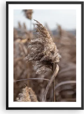 Produktbild von Gerahmtes Poster - Schwarzer Rahmen - Boho Ähren Gras - 50x70 cm - Wand Bild - Wanddeko - Wandbilder - Kunstposter - Wandposter - Bilderrahmen - Bilder - Kunstdruck - Wanddekoration - P2BPA50x70-4763