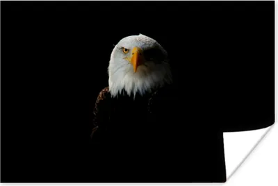 Produktbild von MuchoWow® Poster Adler - Vogel - Schwarz 60x40 cm - Schlafzimmerdekoration