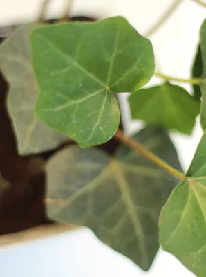Obrázek produktu pro 10 kusů břečťan irský Hedera hibernica stálezelená popínavá rostlina 30 - 40 cm