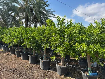 Produktbild von Sunny Tree – Mandarinenbaum Citrus reticulata – 20 Jahre alt, 180 cm hoch – Obstbaum für Garten und Terrasse