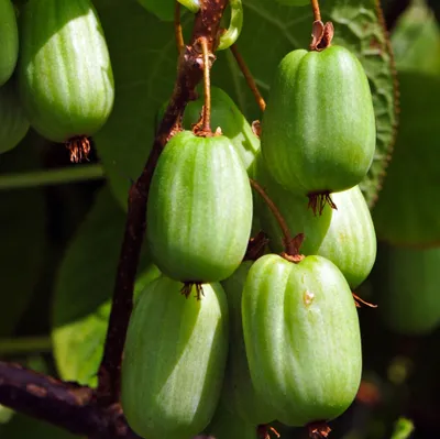 A close-up of several small, green, oval-shaped fruits hanging from a branch.