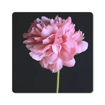 Produktbild von MuchoWow® Mauspad Mousepad Rosa Pfingstrose in Blüte 30x30 cm - Mousepads - Maus Mat - Pad - Mausunterlage - Gaming