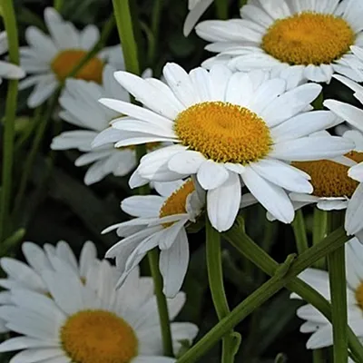 Obrázek produktu pro 6 kusů margaritek (Leucanthemum 'Polaris') | květináč 9x9 cm