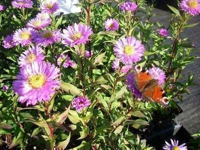 Produktbild von 6 x Aster n.-b. 'Sarah Ballard' - Herbstaster - Topf 9 x 9 cm