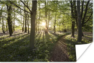 Produktbild von MuchoWow® Poster Wald - Baum - Sonne 30x20 cm - Plakate - Print