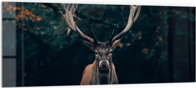 Produktbild von DEQORI Küchenrückwand Glas 125x50 cm 'Elch im Teutoburger Wald' Spritzschutz Bad Rückwand