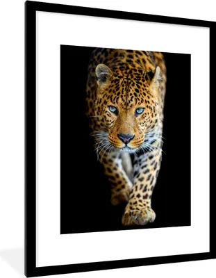 Produktbild von MuchoWow® Gerahmtes Poster Leopard - Tiere - Porträt - Wildtiere - Schwarz 60x80 cm - Poster mit Schwarzem Bilderrahmen Wandposter Rahmen Foto Bilder - Wohnzimmer - Dekorationen - Prämie