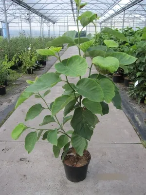 Produktbild von Magnolia acuminata Blue Opal - Königs-Magnolie - 60-80