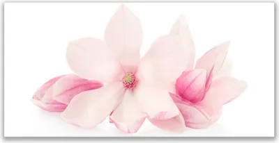 Produktbild von Tulup Leinwand-Bilder 140x70 Wandbild Canvas Kunstdruck Blumen Pflanzen