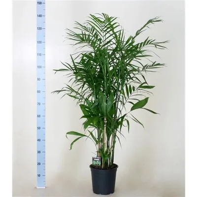 A potted Chamaedorea Seifrizii plant stands next to a height measurement ruler.