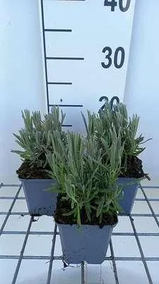 Produktbild von 6 x Lavandula int. 'Provence' - Lavendel - Topf 9 x 9 cm