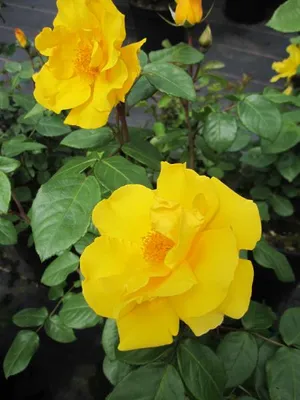 Produktbild von Beetrose Stuttgardia®/Sunshine® - Rosa Stuttgardia®/Sunshine® - Kordes Rose