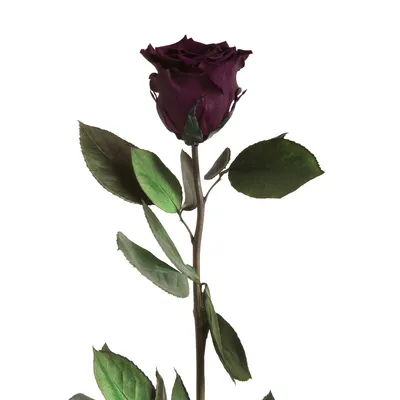 Image de Rosemarie Schulz, rose éternelle conservée, couleur violet foncé, 45–50 cm