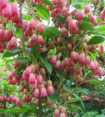 Produktbild von Enkianthus campanulatus Ruby Glow - Rotblühende Prachtglocke - 40-60cm
