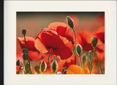 Produktbild von Mohnblumen Gerahmtes Bild Mit Edlem Passepartout | Wand-Bilder | Im Bilderrahmen - Rote Mohnblumen, Blüten Und Knospen (60 x 80 cm)