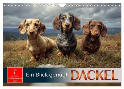 Produktbild von Dackel - ein Blick genügt (Wandkalender 2027 DIN A4 quer), CALVENDO Monatskalender