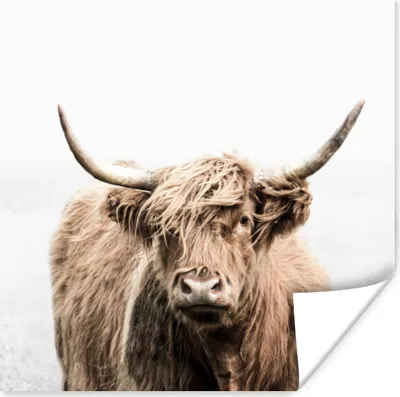 Produktbild von MuchoWow® Poster Porträt Schottisches Hochlandrind - Tiere 75x75 cm - Wand Dekoration