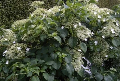 Produktbild von Kletterhortensie - Hydrangea petiolaris - 40-50
