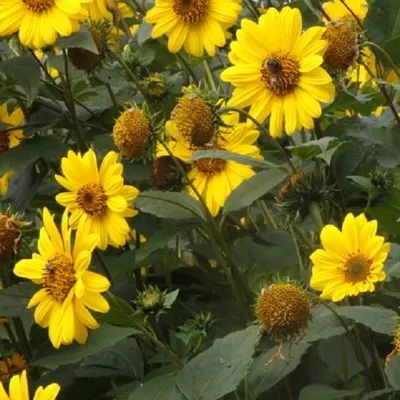 Immagine prodotto di 6 x Piante perenni Fiori estivi  - Helianthus 'Capenoch Star'  | Vaso 9 cm x 9 cm