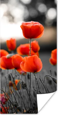 Produktbild von MuchoWow® Poster Rote Mohnblumen vor schwarzem und weißem Hintergrund 75x150 cm - Dekoration für die Wände
