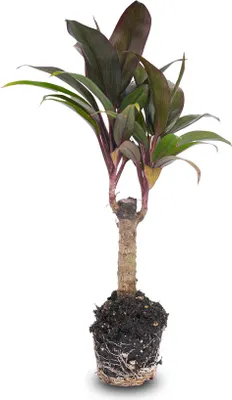 Produktbild von Mini-palm - Cordyline fruticosa 'Purple Compacta' - Terrarienpflanze