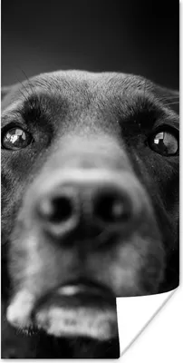 Produktbild von MuchoWow® Poster Tierprofil Labrador Hund in schwarz und weiß 20x40 cm - Plakat - Foto