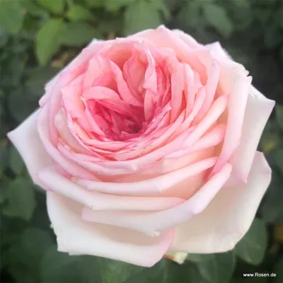 Produktbild von Kordes Edelrose Meine Rose Rosa