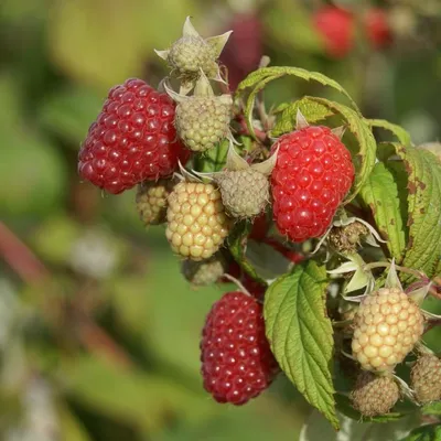 Produktbild von Sommerhimbeere Elida (R) frühe Reifezeit sehr robuste süße Himbeere 60-80 cm 3,5 Liter Topf