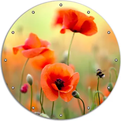 Produktbild von Wallario rundes Outdoor-Poster für Garten oder Balkon, Motiv Mohnblumenblüten, 90 cm Durchmesser