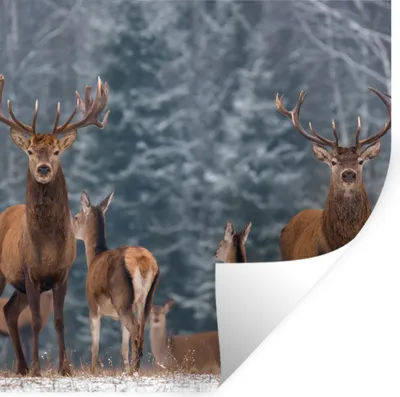 Produktbild von MuchoWow® Wandtattoo Wandsticker Wandaufkleber Hirsche - Winter - Schnee - Waldtiere - Wald - Natur 50x50 cm Selbstklebend und Repositionierbar - Selbstklebend - Fototapeten
