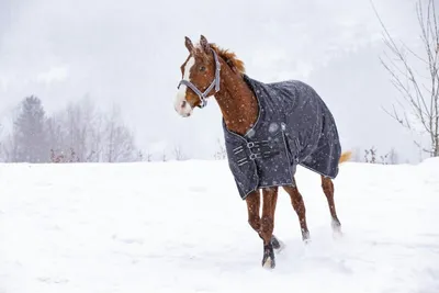 Produktbild von RIDING WORLD Oxford wasserdichte Decke mit Polar Fleece Futter, Farbe:Schwarz, Größe:Rückenlänge 120 cm