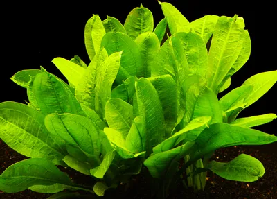 Produktbild von 1 Bund Echinodorus Parviflorus "Tropica"