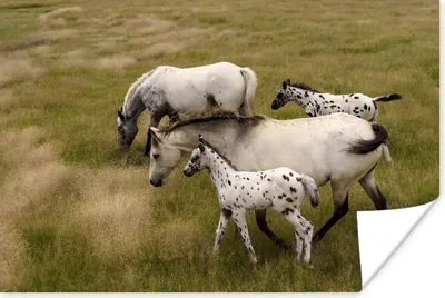 Produktbild von MuchoWow® Poster Pferde - Fohlen - Tiere 120x80 cm - Bilder