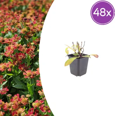 Zdjęcie produktu dla Helenium 'Moerheim Beauty' | 48 sztuk - 10-25cm - Ø9cm - Roślina ogrodowa