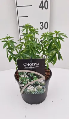 Image de Fleur d'oranger 'Greenfingers' - Arbuste persistant odorant Choisya ternata, 30-50 cm